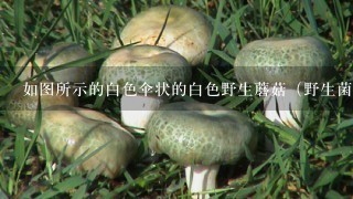 如图所示的白色伞状的白色野生蘑菇（野生菌）叫什么