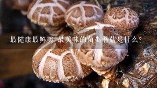最健康最鲜美 最美味的菌类蘑菇是什么？