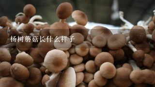 杨树蘑菇长什么样子