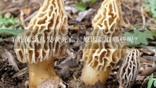 羊肚菌幼菇发黄死亡，原因都有哪些呢？