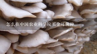 怎么在中国农业科学院买金耳菌种