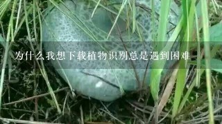 为什么我想下载植物识别总是遇到困难