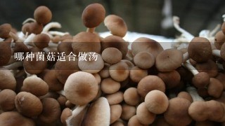 哪种菌菇适合做汤