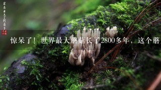 惊呆了！世界最大蘑菇长了2800多年，这个蘑菇有什么