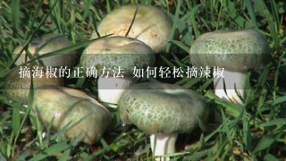 摘海椒的正确方法 如何轻松摘辣椒