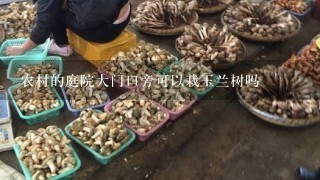 农村的庭院大门口旁可以栽玉兰树吗