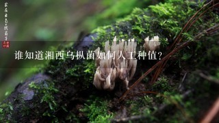 谁知道湘西乌枞菌如何人工种值？