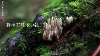 野生石耳多少钱1斤