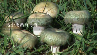 这个蘑菇有毒吗
