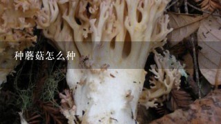 种蘑菇怎么种