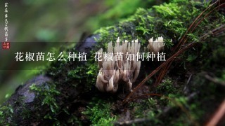 花椒苗怎么种植 花椒苗如何种植