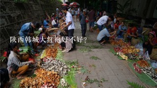 陕西韩城大红袍好不好？