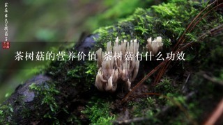 茶树菇的营养价值 茶树菇有什么功效