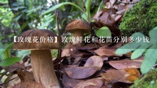 【玫瑰花价格】玫瑰鲜花和花苗分别多少钱