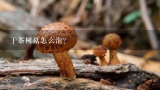 干茶树菇怎么泡？