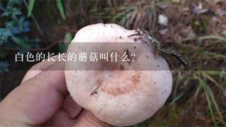 白色的长长的蘑菇叫什么？
