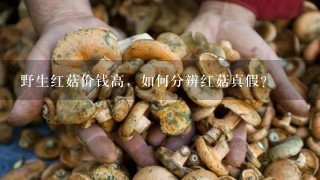 野生红菇价钱高，如何分辨红菇真假？