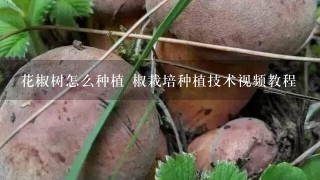 花椒树怎么种植 椒栽培种植技术视频教程