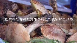 松树林怎样种植野生茶树菇??我家那里只要下雨就 又很多人去 捡回家吃。想去种植它不知道 可以 不 可以