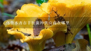 乌鲁木齐市羊肚菌种供应商在哪里