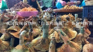 我国发现新物种“白盖鸡油菌”，如何判断菌类是否可