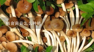 极食菌菇怎么种植