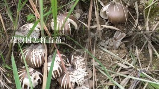 花椒树怎样育苗？