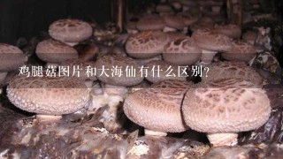 鸡腿菇图片和大海仙有什么区别？