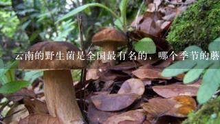 云南的野生菌是全国最有名的，哪个季节的蘑菇最好？