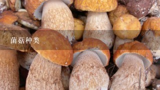 菌菇种类
