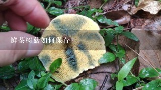 鲜茶树菇如何保存？