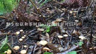 野生松菇和茶树菇1起炖排骨可以吗