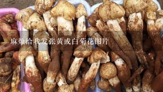 麻烦给我发张黄或白菊花图片