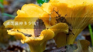 灵芝菌种多少钱？