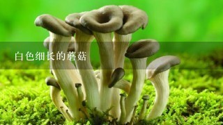 白色细长的蘑菇