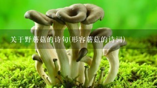 关于野蘑菇的诗句(形容蘑菇的诗词)