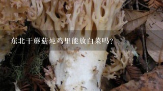 东北干蘑菇炖鸡里能放白菜吗？