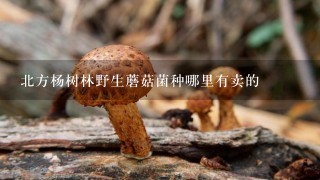 北方杨树林野生蘑菇菌种哪里有卖的