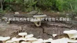 茶树菇炖鸡汤要什么时候才能放入茶树菇？