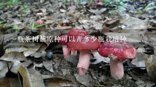 1瓶茶树菇原种可以弄多少瓶栽培种