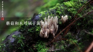 蘑菇和木耳属于菌类吗