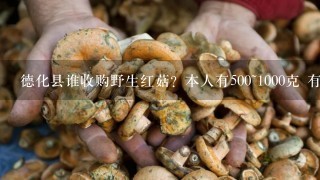 德化县谁收购野生红菇？本人有500~1000克 有要的吗？
