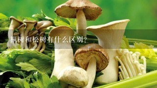 枞树和松树有什么区别？