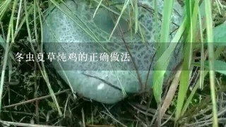 冬虫夏草炖鸡的正确做法