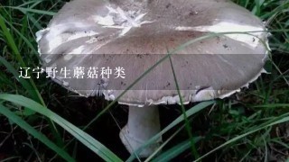 辽宁野生蘑菇种类