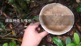 菌菇种类有哪些?