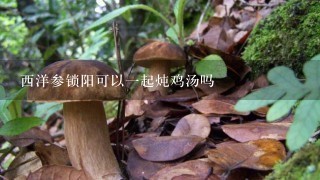 西洋参锁阳可以1起炖鸡汤吗