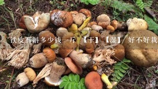 铁皮石斛多少钱1斤 【干】【湿】 好不好栽培 在山东适应了吗？