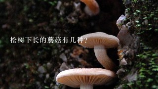 松树下长的蘑菇有几种？