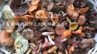 花椒树苗在什么时候种最适宜？